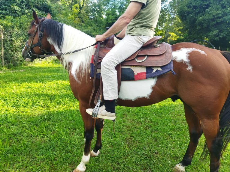 Paint Horse Caballo castrado 4 años 154 cm Pío in Pratola Peligna