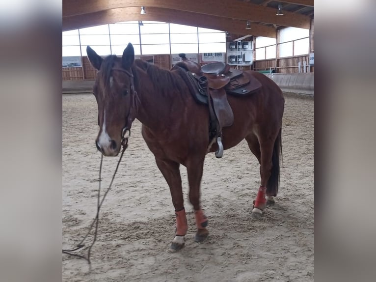 Paint Horse Caballo castrado 4 años 155 cm Alazán in Hochdorf