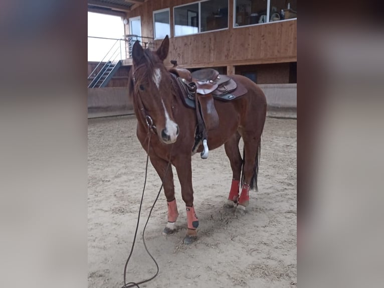 Paint Horse Caballo castrado 4 años 155 cm Alazán in Hochdorf