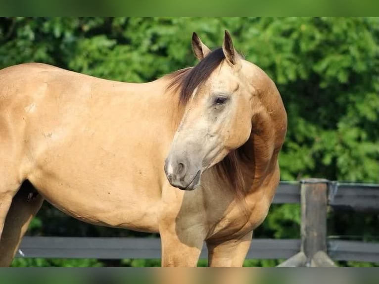 Paint Horse Caballo castrado 4 años 155 cm Buckskin/Bayo in New Holland, PA