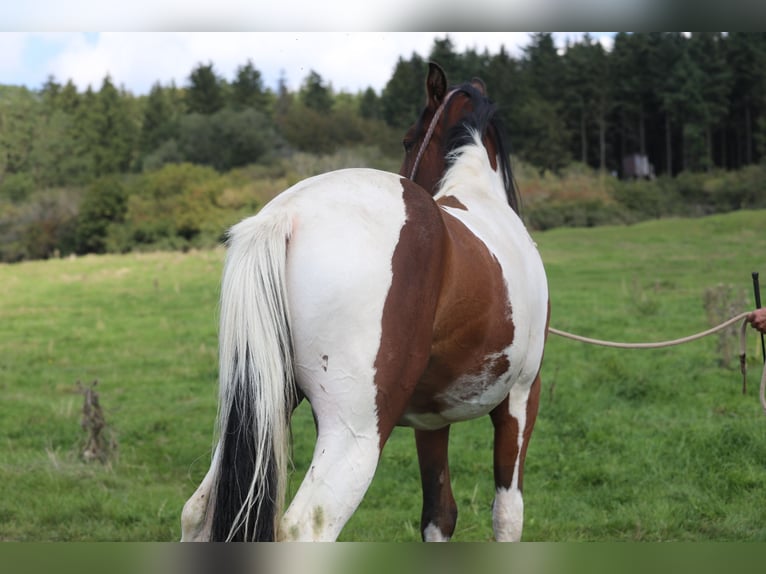 Paint Horse Mestizo Caballo castrado 4 años 156 cm in Betteldorf