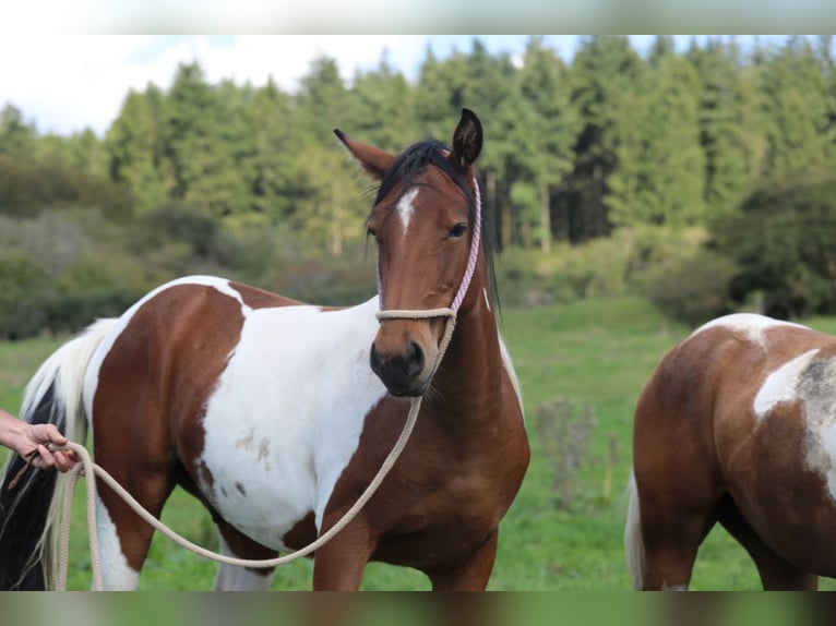 Paint Horse Mestizo Caballo castrado 4 años 156 cm in Betteldorf