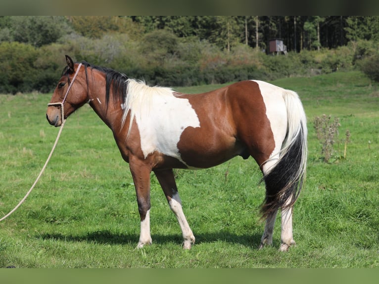 Paint Horse Mestizo Caballo castrado 4 años 156 cm in Betteldorf