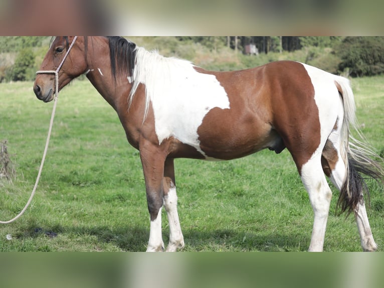 Paint Horse Mestizo Caballo castrado 4 años 156 cm in Betteldorf