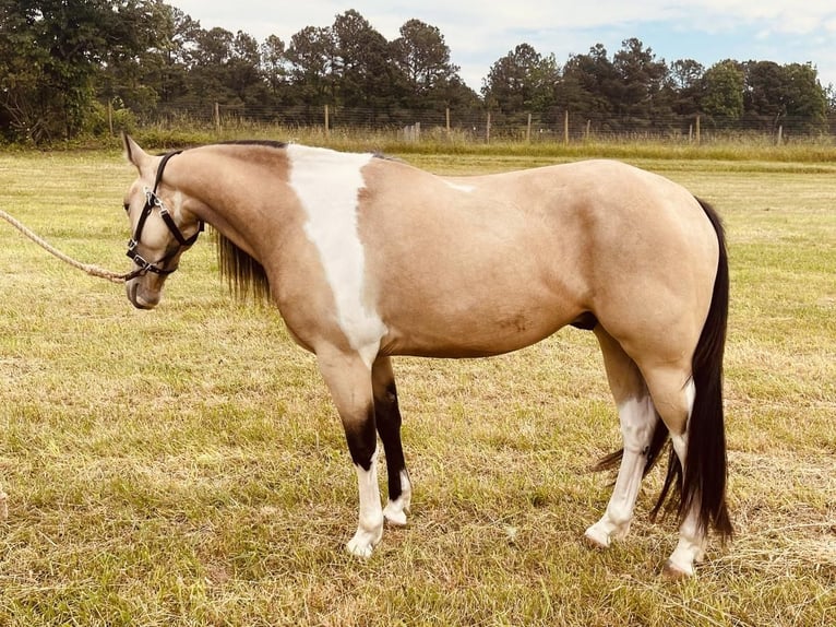 Paint Horse Caballo castrado 4 años Buckskin/Bayo in Lexington, NC