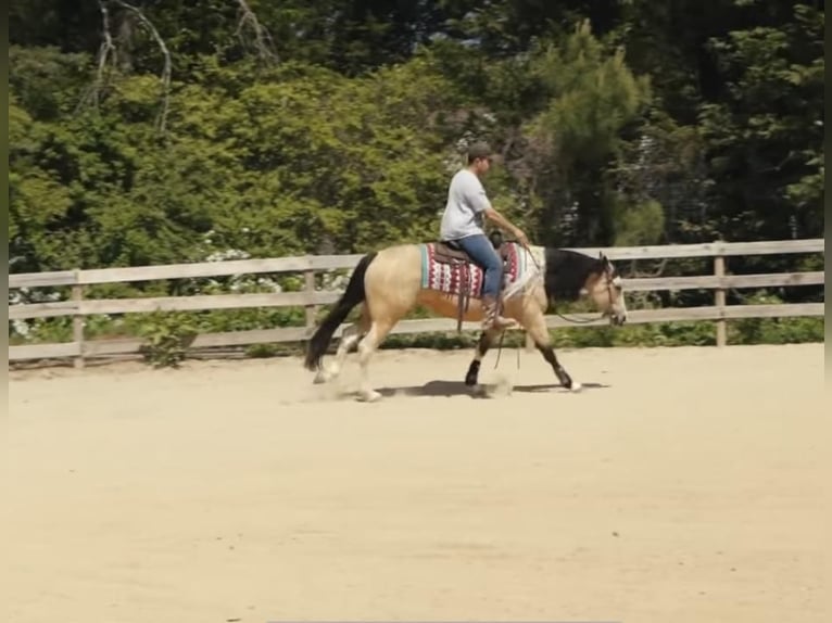 Paint Horse Caballo castrado 4 años Buckskin/Bayo in Lexington, NC