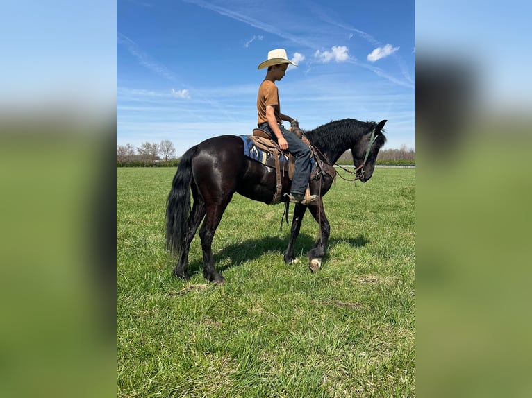 Paint Horse Caballo castrado 4 años Negro in Lebanon OH