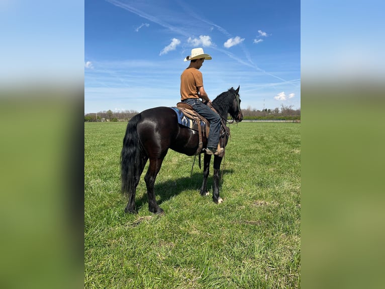 Paint Horse Caballo castrado 4 años Negro in Lebanon OH