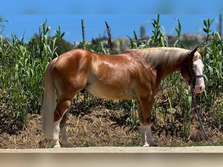 Paint Horse Caballo castrado 4 años Palomino in San Giovanni