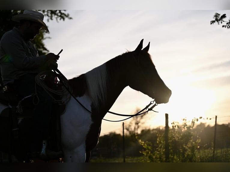 Paint Horse Caballo castrado 4 años Pío in Pennington