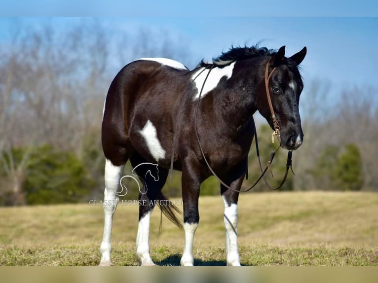 Paint Horse Caballo castrado 5 años 142 cm Tobiano-todas las-capas in Somerset, KY