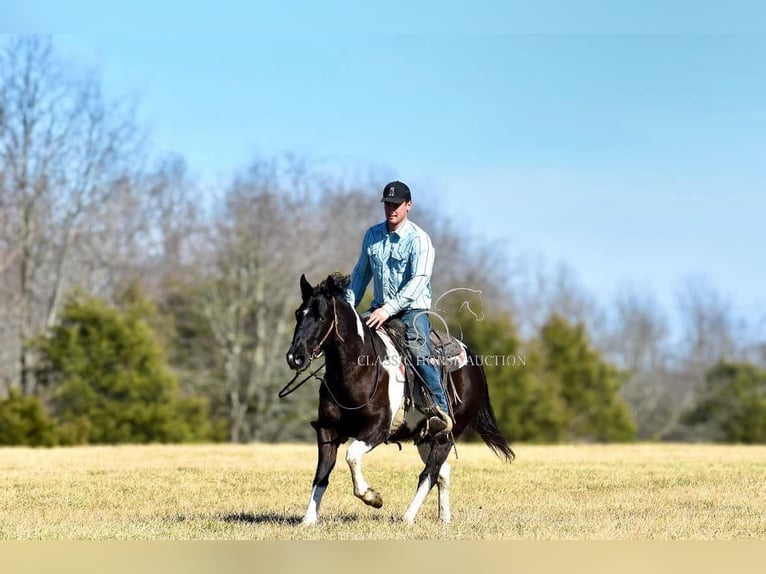 Paint Horse Caballo castrado 5 años 142 cm Tobiano-todas las-capas in Somerset, KY