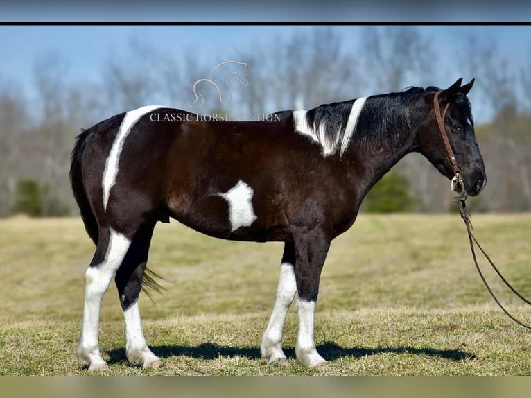 Paint Horse Caballo castrado 5 años 142 cm Tobiano-todas las-capas in Somerset, KY