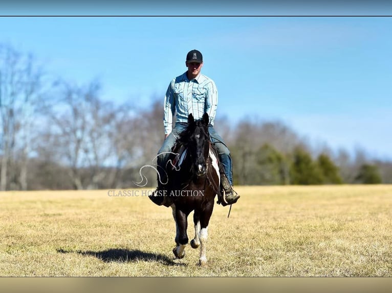 Paint Horse Caballo castrado 5 años 142 cm Tobiano-todas las-capas in Somerset, KY