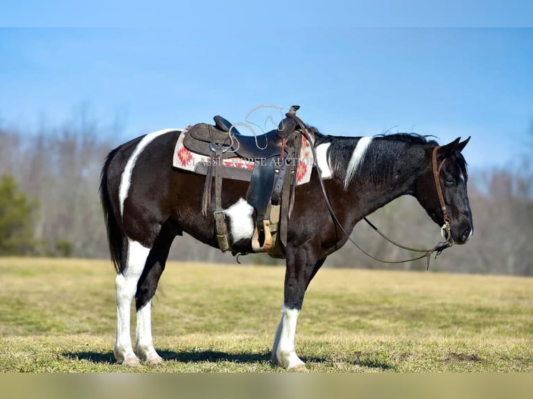 Paint Horse Caballo castrado 5 años 142 cm Tobiano-todas las-capas in Somerset, KY