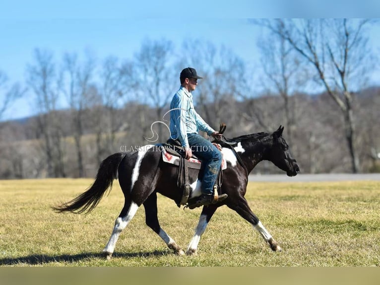 Paint Horse Caballo castrado 5 años 142 cm Tobiano-todas las-capas in Somerset, KY