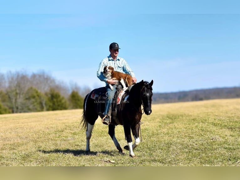 Paint Horse Caballo castrado 5 años 142 cm Tobiano-todas las-capas in Somerset, KY