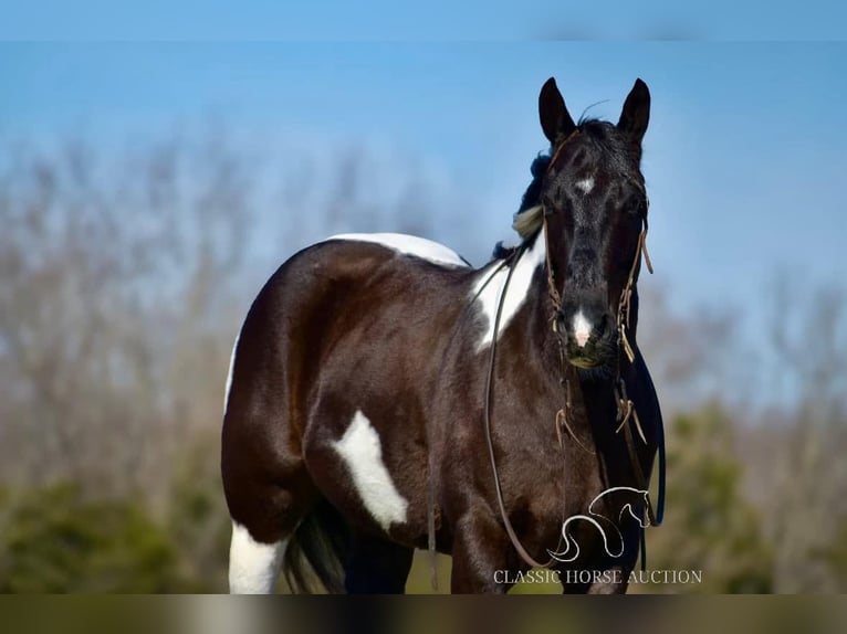 Paint Horse Caballo castrado 5 años 142 cm Tobiano-todas las-capas in Somerset, KY