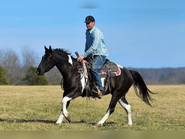 Paint Horse Caballo castrado 5 años 142 cm Tobiano-todas las-capas in Somerset, KY