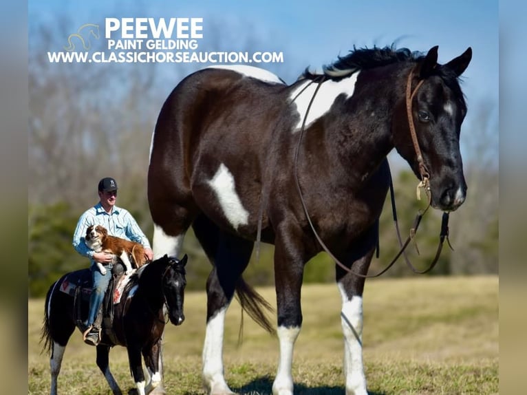 Paint Horse Caballo castrado 5 años 142 cm Tobiano-todas las-capas in Somerset, KY