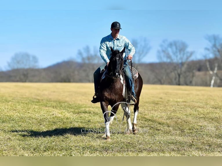 Paint Horse Caballo castrado 5 años 142 cm Tobiano-todas las-capas in Somerset, KY