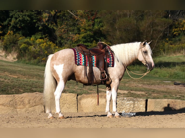 Paint Horse Mestizo Caballo castrado 5 años 145 cm Pío in Millersburg