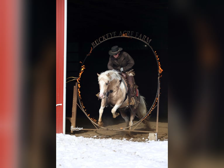 Paint Horse Mestizo Caballo castrado 5 años 145 cm Pío in Millersburg