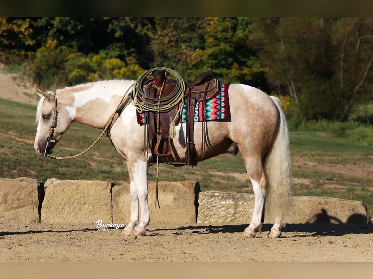 Paint Horse Mestizo Caballo castrado 5 años 145 cm Pío in Millersburg