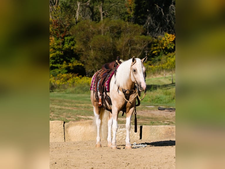 Paint Horse Mestizo Caballo castrado 5 años 145 cm Pío in Millersburg