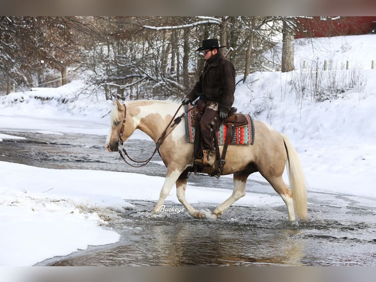 Paint Horse Mestizo Caballo castrado 5 años 145 cm Pío in Millersburg