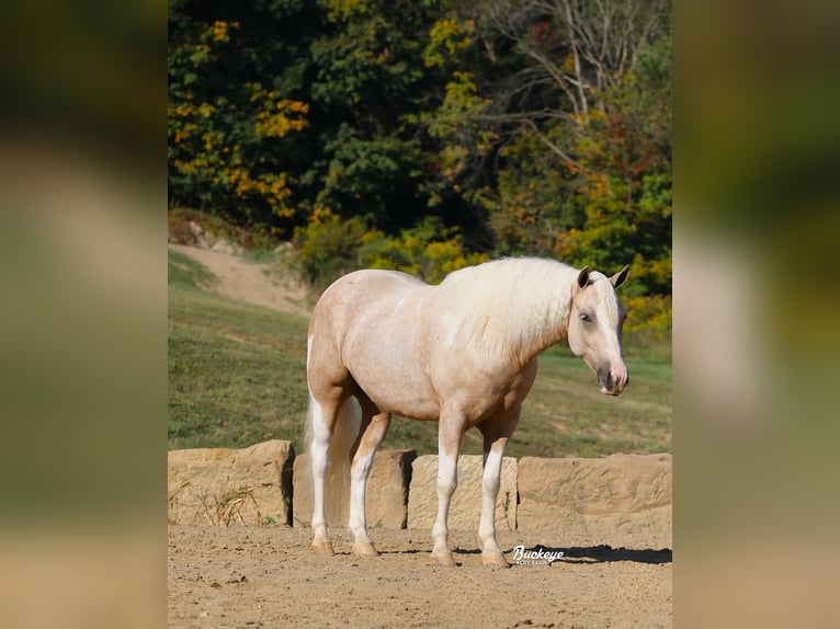 Paint Horse Mestizo Caballo castrado 5 años 145 cm Pío in Millersburg