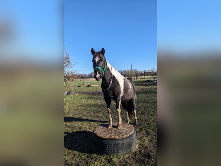 Paint Horse Caballo castrado 5 años 145 cm Tobiano-todas las-capas in Mittenwalde