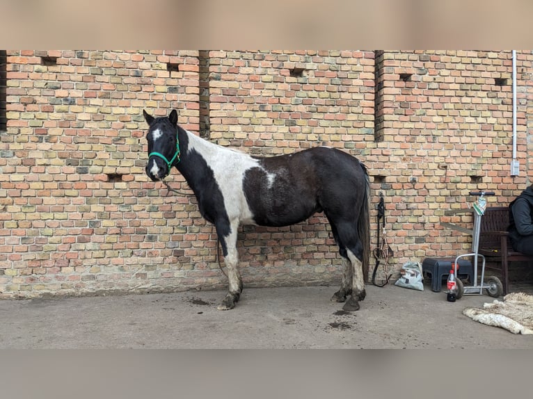 Paint Horse Caballo castrado 5 años 145 cm Tobiano-todas las-capas in Mittenwalde