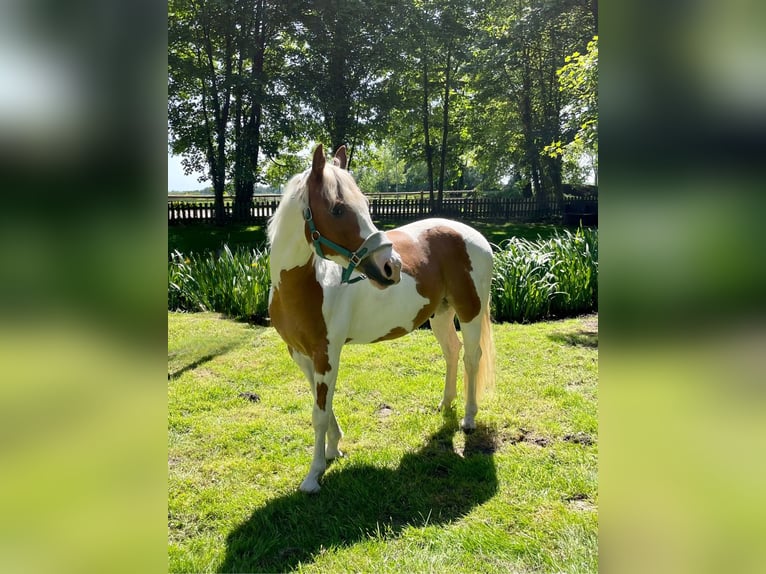 Paint Horse Caballo castrado 5 años 145 cm Tobiano-todas las-capas in Bunde