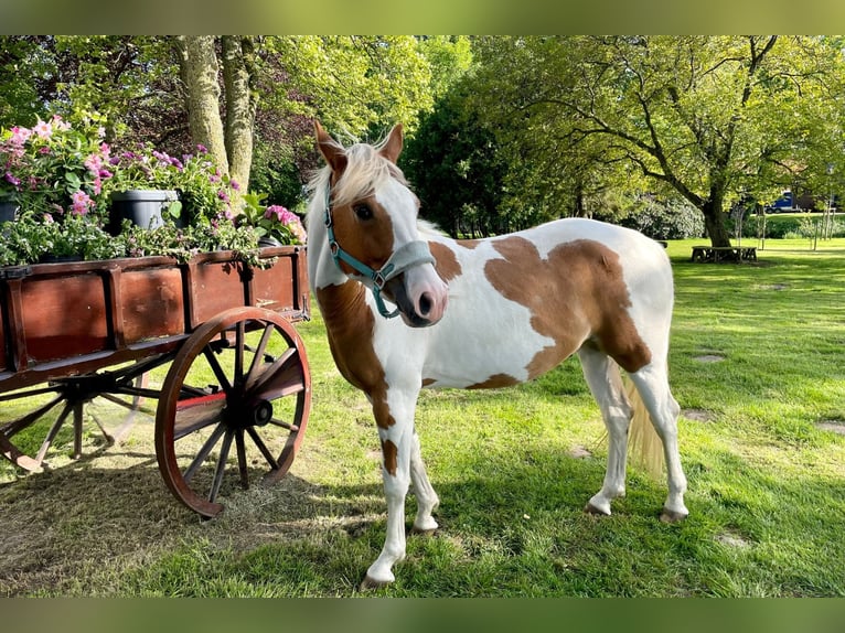 Paint Horse Caballo castrado 5 años 145 cm Tobiano-todas las-capas in Bunde