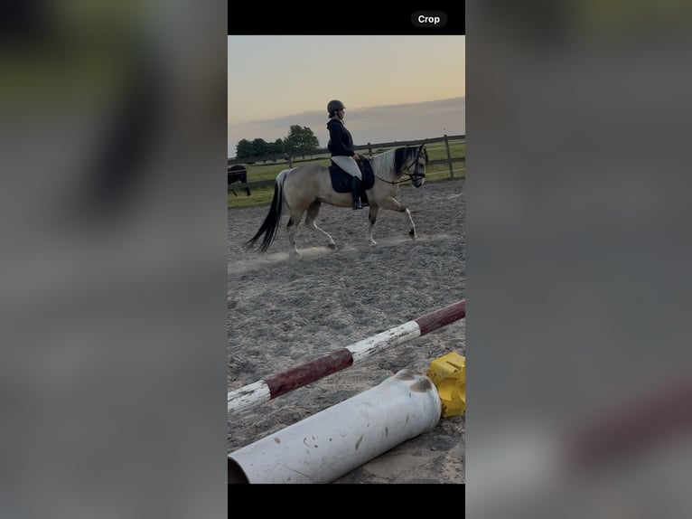 Paint Horse Caballo castrado 5 años 146 cm Buckskin/Bayo in Coevorden