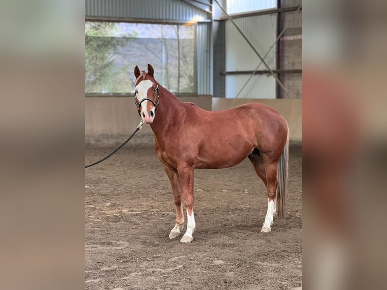 Paint Horse Caballo castrado 5 años 147 cm Alazán in Allenbach