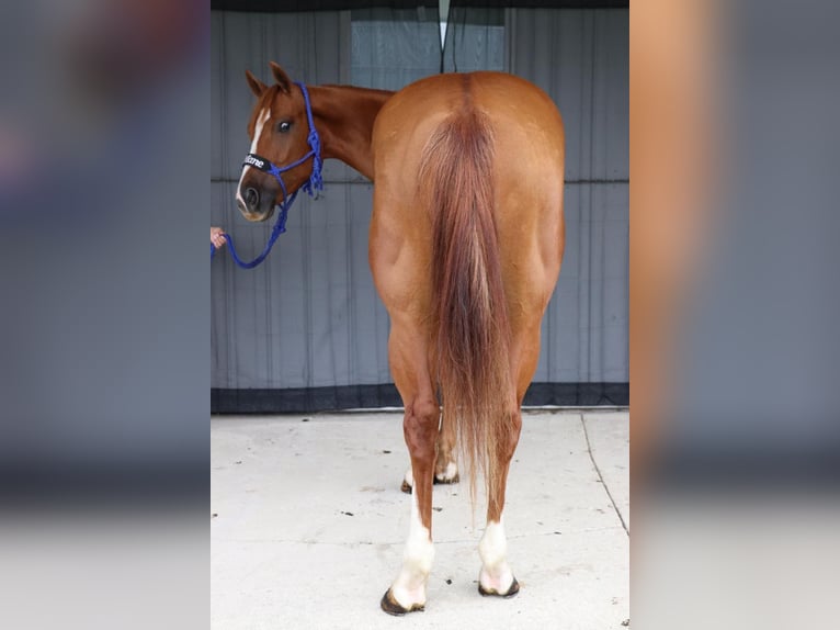 Paint Horse Caballo castrado 5 años 147 cm Alazán rojizo in Dundee, OH