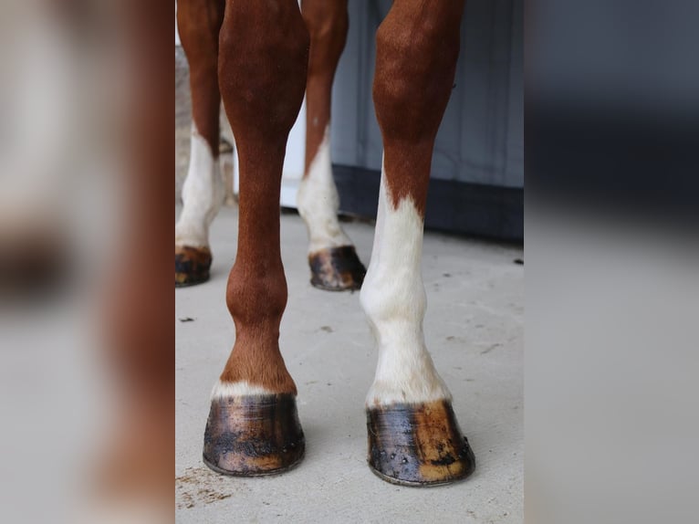 Paint Horse Caballo castrado 5 años 147 cm Alazán rojizo in Dundee, OH