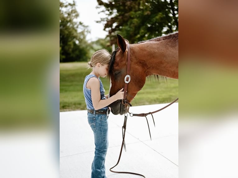 Paint Horse Caballo castrado 5 años 147 cm Pío in Dalton, OH