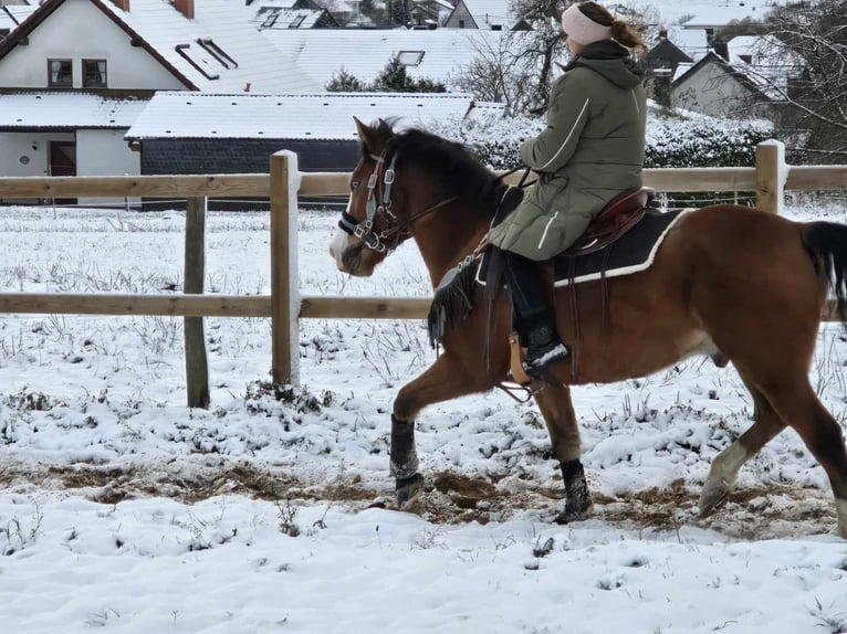 Paint Horse Mestizo Caballo castrado 5 años 150 cm Castaño in Linkenbach