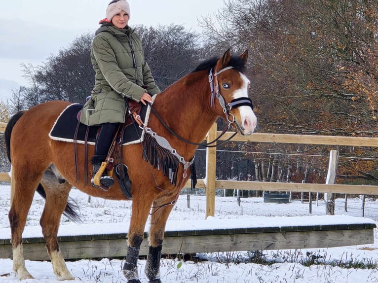 Paint Horse Mestizo Caballo castrado 5 años 150 cm Castaño in Linkenbach