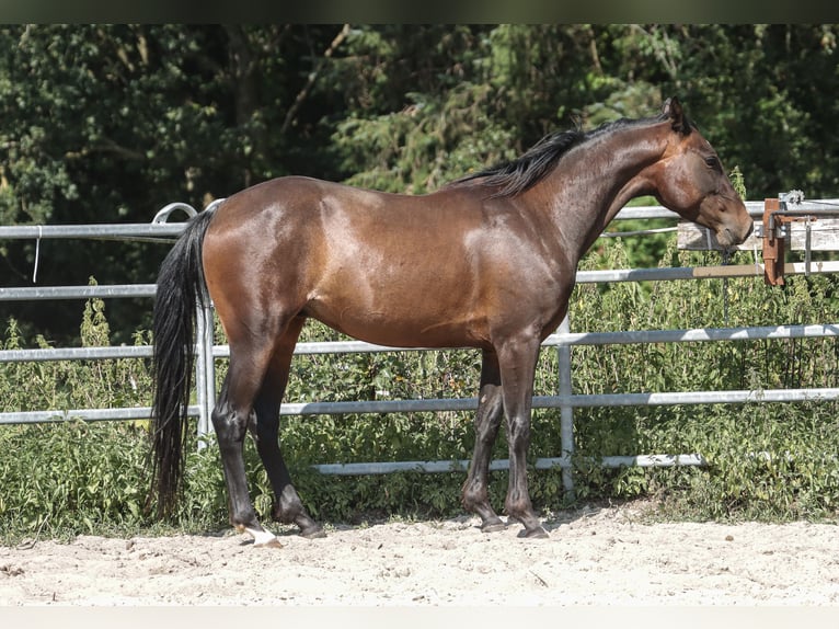 Paint Horse Caballo castrado 5 años 150 cm Castaño oscuro in Varel