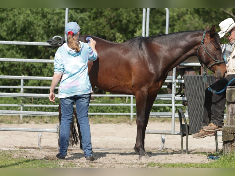 Paint Horse Caballo castrado 5 años 150 cm Castaño oscuro in Varel