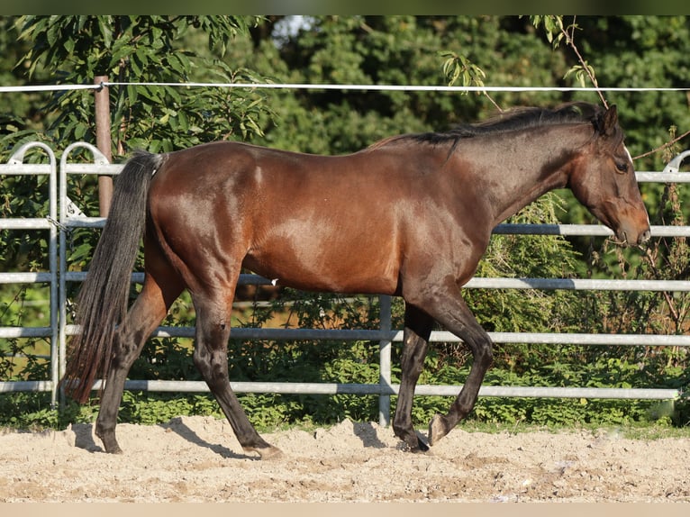 Paint Horse Caballo castrado 5 años 150 cm Castaño oscuro in Varel