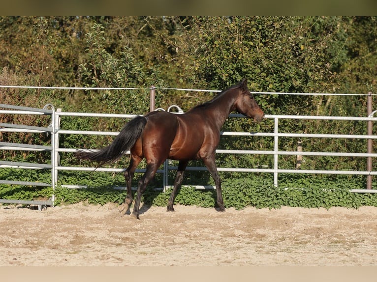 Paint Horse Caballo castrado 5 años 150 cm Castaño oscuro in Varel