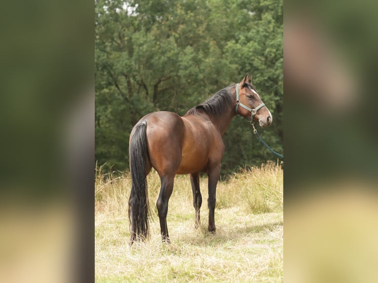 Paint Horse Caballo castrado 5 años 150 cm Castaño oscuro in Varel