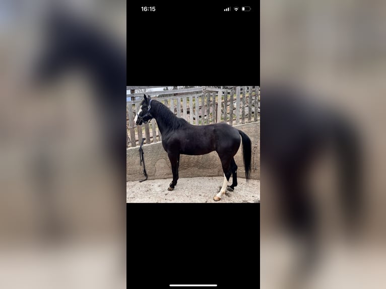 Paint Horse Caballo castrado 5 años 150 cm Negro in Sarntal