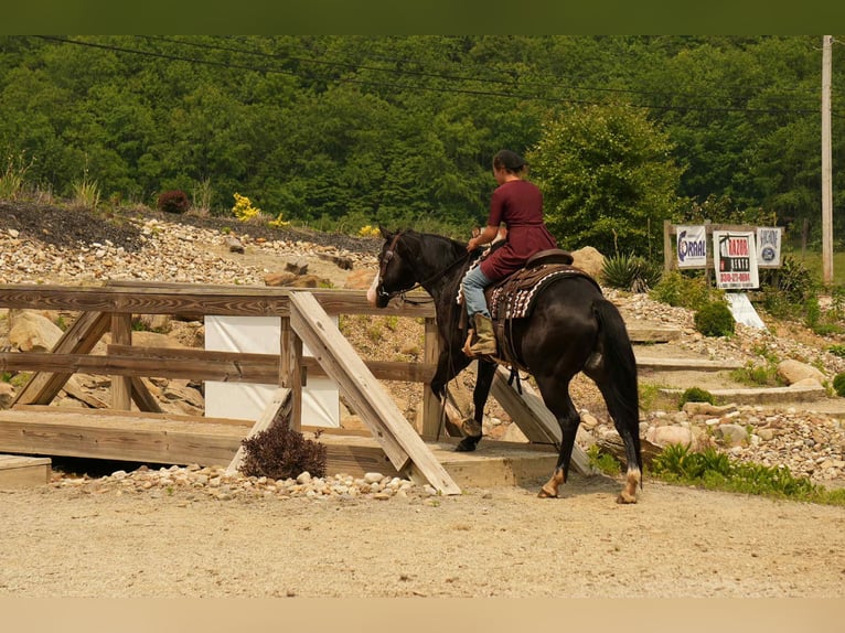 Paint Horse Caballo castrado 5 años 150 cm Overo-todas las-capas in Fresno, OH