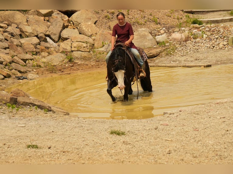 Paint Horse Caballo castrado 5 años 150 cm Overo-todas las-capas in Fresno, OH